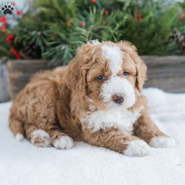 Destiny, Mini Bernedoodle Puppy